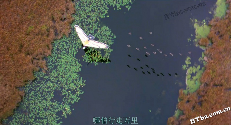 伴你高飞/返家十万里/飞向故乡