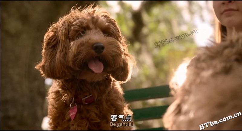 家有儿女之最佳拍档/像狗一样思考/狗最好的朋友/Dogs Best Friend