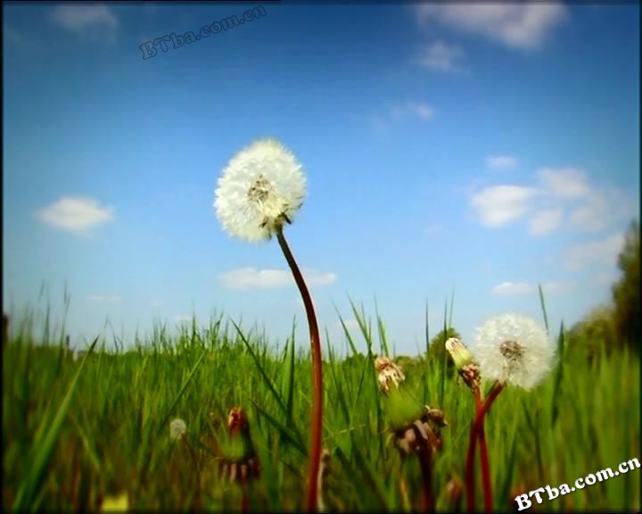 微观小世界 第一季/昆虫LIFE秀(台)/Minuscule 微观小世界 第一季/昆虫LIFE秀(台)/Minuscule