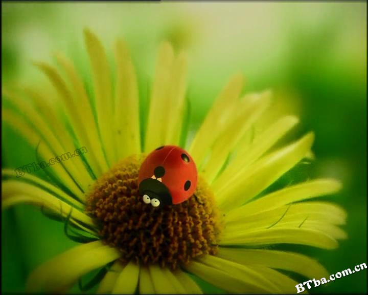 微观小世界 第一季/昆虫LIFE秀(台)/Minuscule 微观小世界 第一季/昆虫LIFE秀(台)/Minuscule