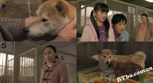 向日葵与幼犬的7天/第七日的奇迹(台)/向日葵与狗孩子的7天 向日葵与幼犬的7天/第七日的奇迹(台)/向日葵与狗孩子的7天