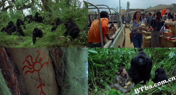 迷雾中的大猩猩/Gorillas in the Mist The Adventure of Dian Fossey 迷雾中的大猩猩/Gorillas in the Mist The Adventure of Dian Fossey