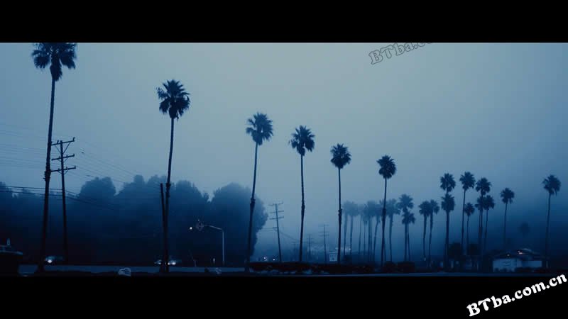 夜行动物/Nocturnal Animals 夜行动物/Nocturnal Animals