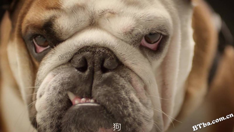 地平线系列：狗狗秘闻/人狗万事通(台)/Horizon: The Secret Life of the Dog