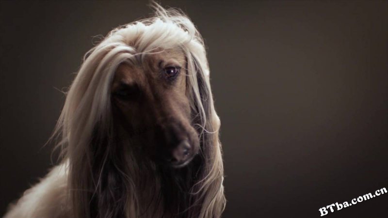 地平线系列：狗狗秘闻/人狗万事通(台)/Horizon: The Secret Life of the Dog
