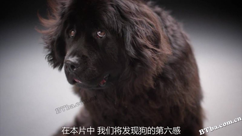 地平线系列：狗狗秘闻/人狗万事通(台)/Horizon: The Secret Life of the Dog