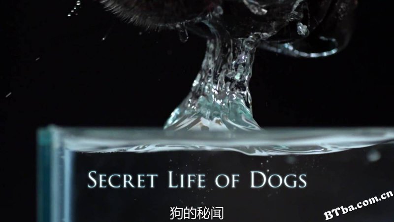 地平线系列：狗狗秘闻/人狗万事通(台)/Horizon: The Secret Life of the Dog