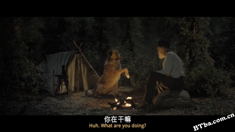 野性的呼唤/荒野的呼唤/极地守护犬(港/The Call of the Wild