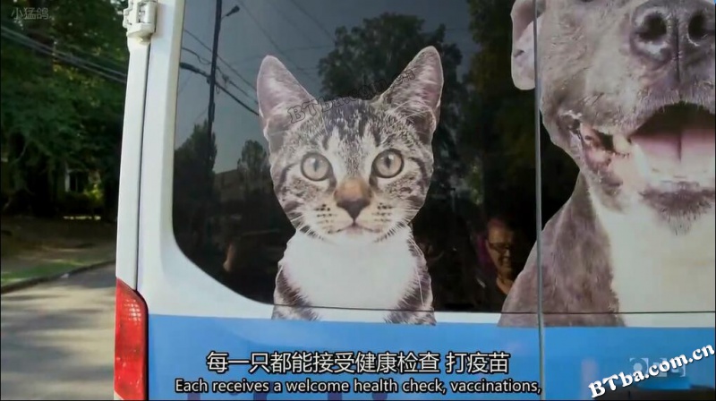 猫的故事/cat tales