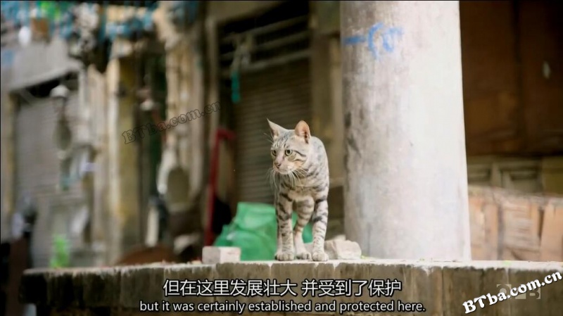 猫的故事/cat tales