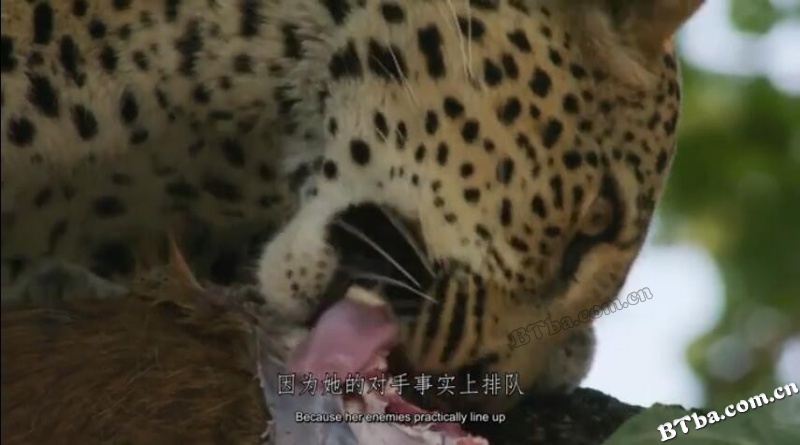 母花豹玛丽卡/Malika Leopard Huntress