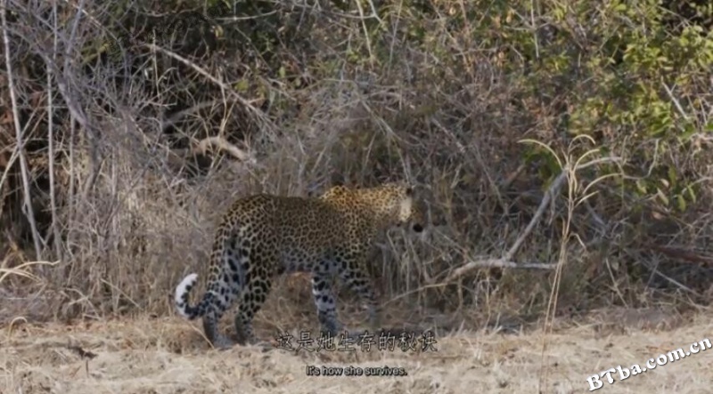 母花豹玛丽卡/Malika Leopard Huntress