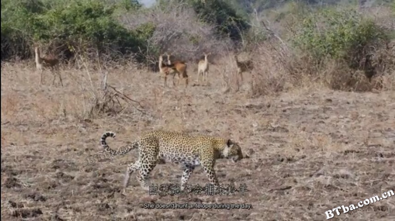 母花豹玛丽卡/Malika Leopard Huntress