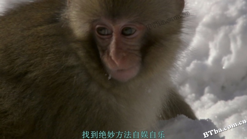 冰上动物宝宝/雪地动物宝宝/雪宝宝/Snow Babies