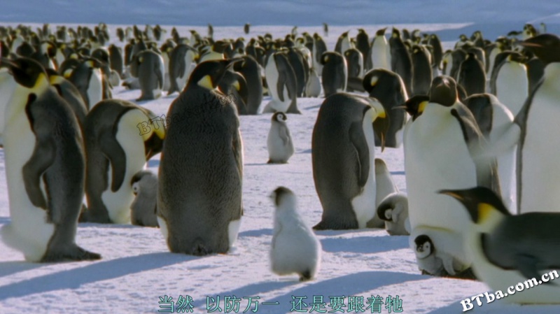 冰上动物宝宝/雪地动物宝宝/雪宝宝/Snow Babies