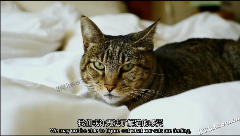 猫的故事/cat tales