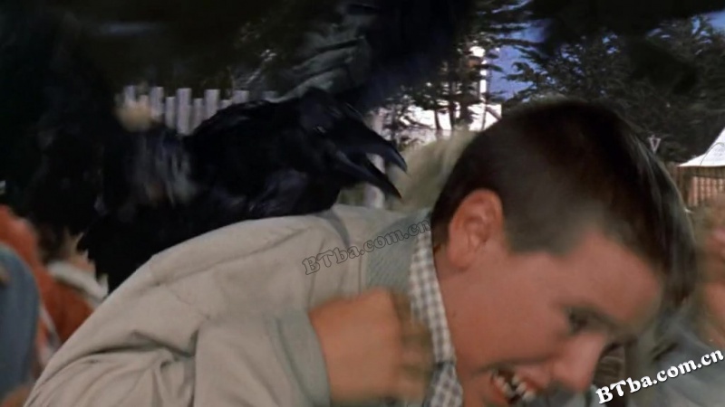群鸟/鸟/Alfred Hitchcock's The Birds