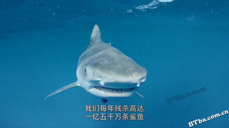 鲨鱼海洋：灭绝/Sharkwater Extinction