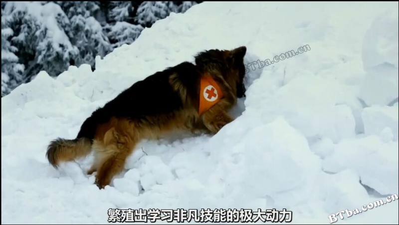 狗的故事/Dog Tales