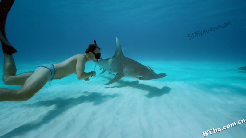 鲨鱼海洋：灭绝/Sharkwater Extinction