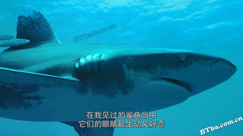 鲨鱼海洋：灭绝/Sharkwater Extinction