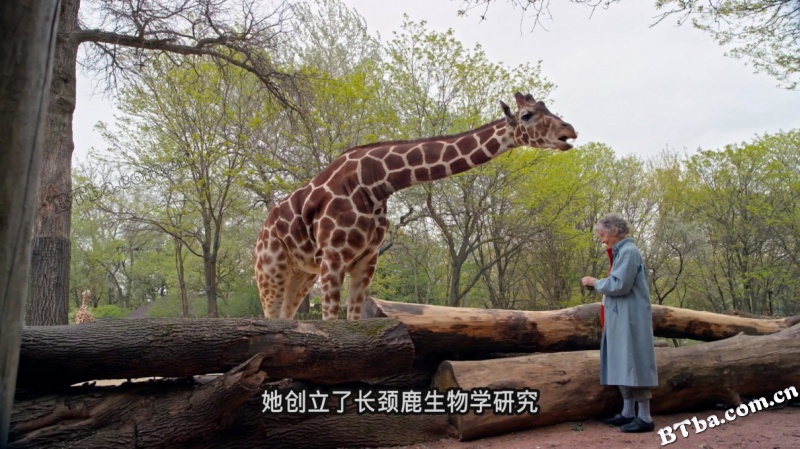 爱长颈鹿的女人/The Woman Who Loves Giraffes