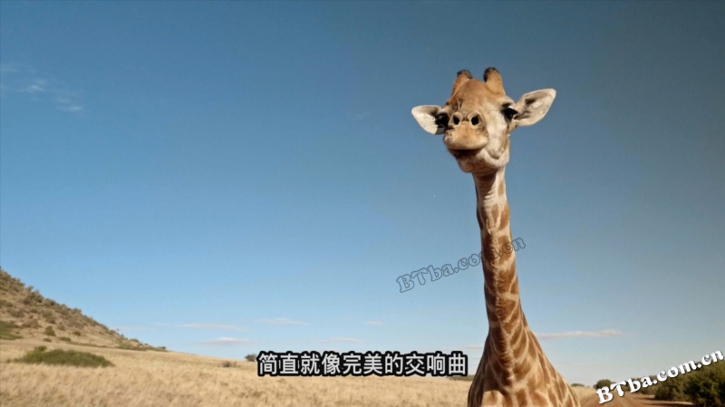 爱长颈鹿的女人/The Woman Who Loves Giraffes