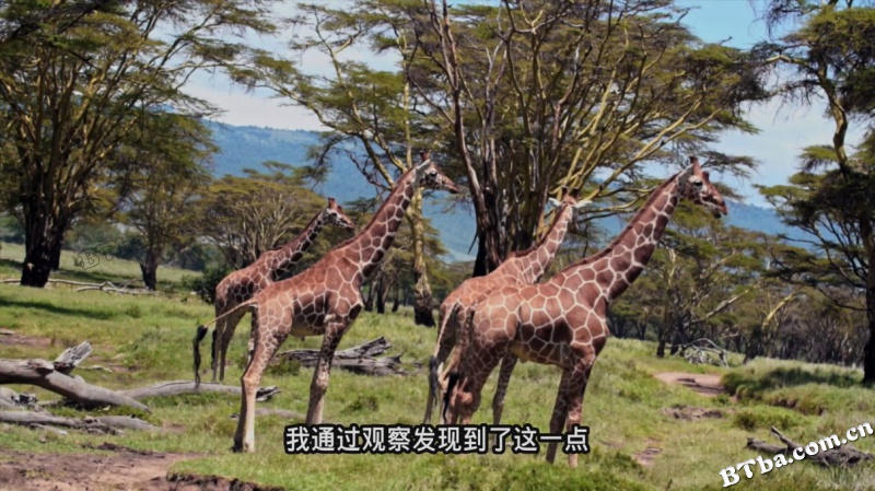 爱长颈鹿的女人/The Woman Who Loves Giraffes