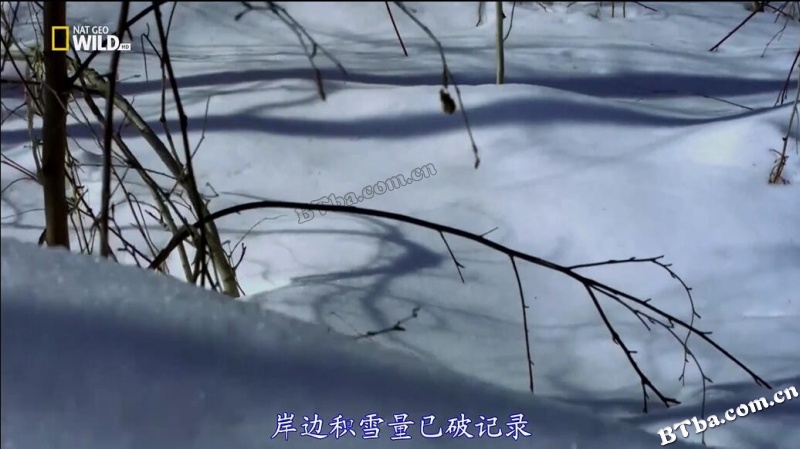 鸟类星球/Planet of The Birds