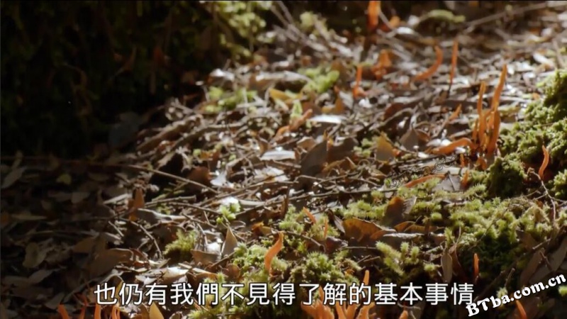 真菌如何造就世界/改变地球的真菌/The Kingdom: How Fungi Made Our World