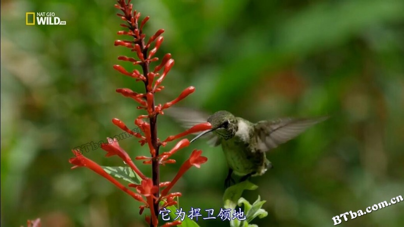 鸟类星球/Planet of The Birds 鸟类星球/Planet of The Birds