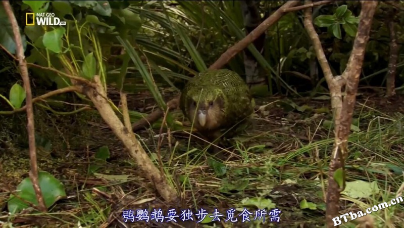 鸟类星球/Planet of The Birds 鸟类星球/Planet of The Birds