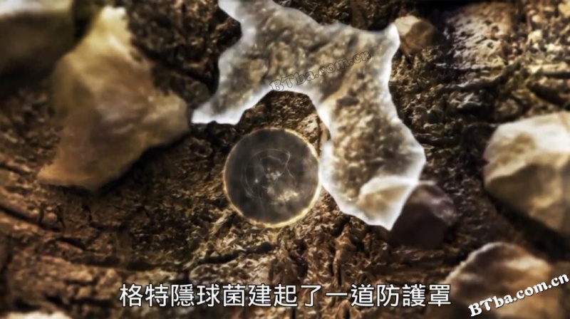 真菌如何造就世界/改变地球的真菌/The Kingdom: How Fungi Made Our World