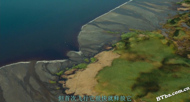 红色翅膀：火烈鸟故事/Dreamscape