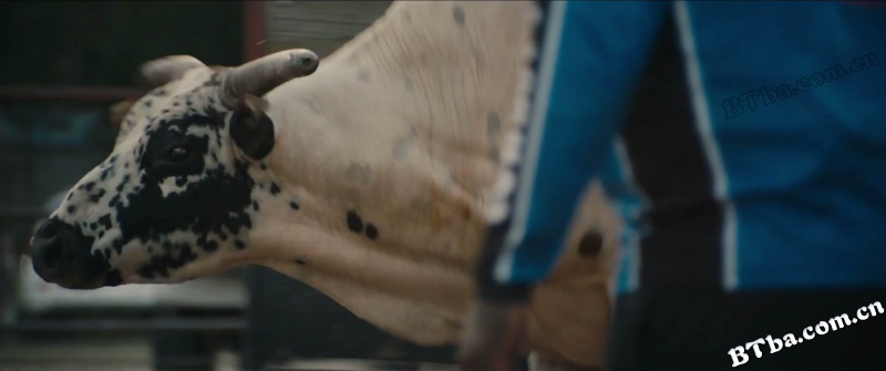 公牛犹斗/Bull