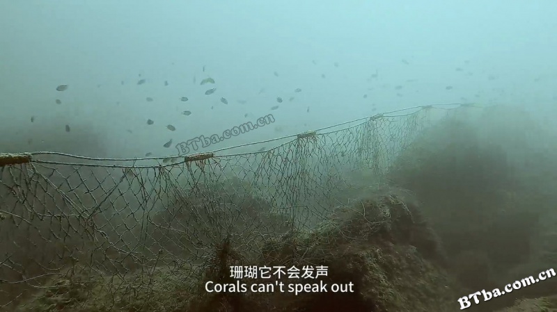 寻找珊瑚海/Searching for the coral paradise