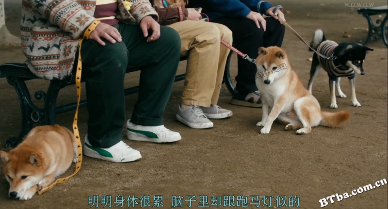 柴犬公园/柴公園