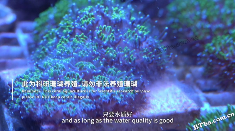 寻找珊瑚海/Searching for the coral paradise
