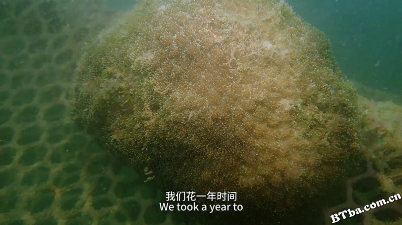 寻找珊瑚海/Searching for the coral paradise