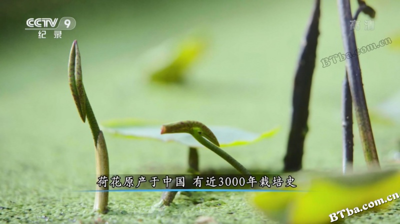 不老人生