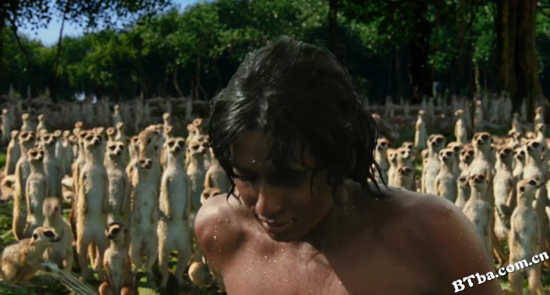 少年派的奇幻漂流/Life of Pi 少年派的奇幻漂流/Life of Pi