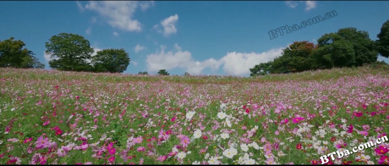 西河恋歌/Love Song of West River