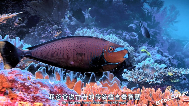 南太平洋之旅/Journey to the South Pacific
