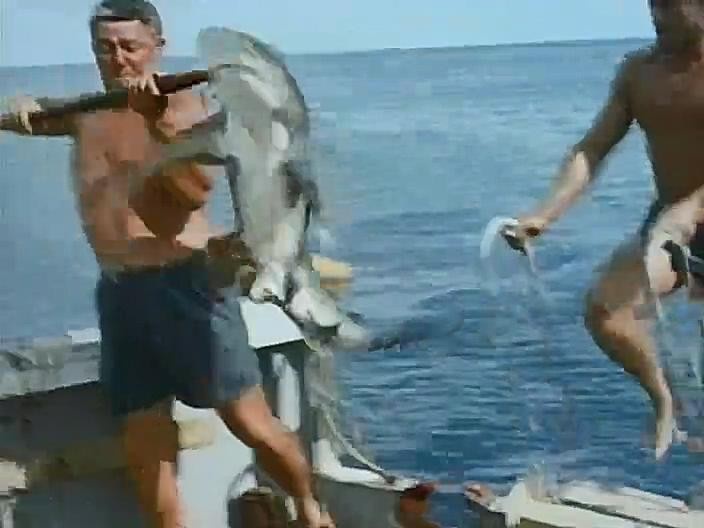 沉默的世界/七海猎奇/寂静的世界
