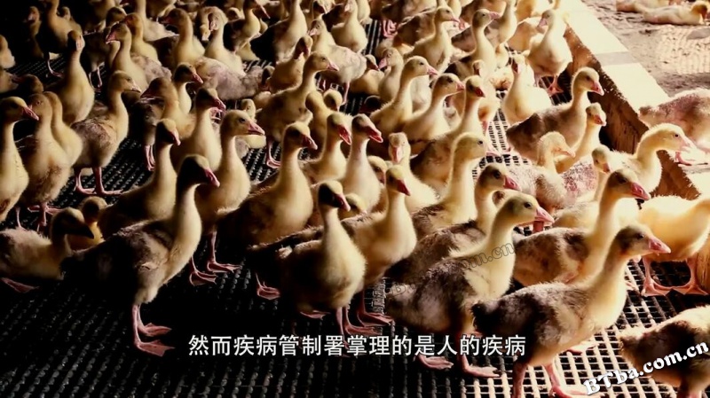 打开社会事件S档案：人畜传染的扑朔迷离/打開社會事件S檔案-人畜傳染的撲朔迷離