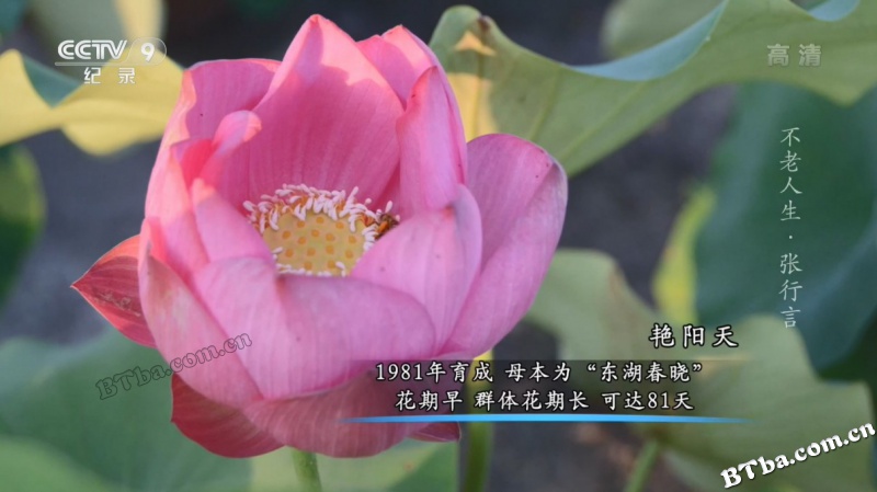 不老人生