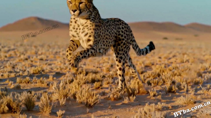 大猫/Big Cats