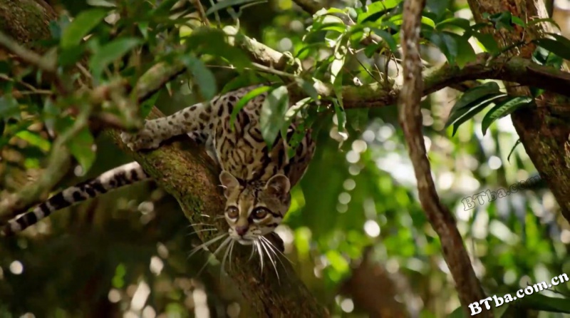 大猫/Big Cats