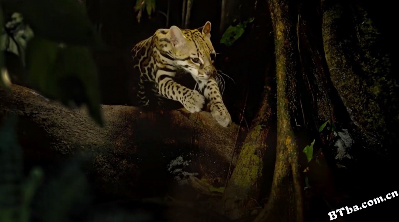 大猫/Big Cats