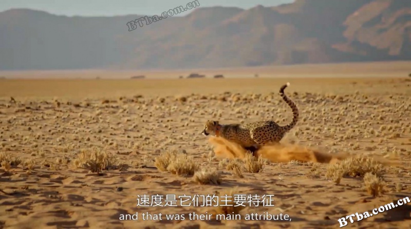 大猫/Big Cats